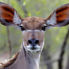 Kudu in Sabi Sands Game Reserve, South Africa