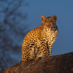 Leopard in Sabi Sands Game Reserve, South Africa