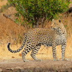 Leopard in Sabi Sands Game Reserve, South Africa