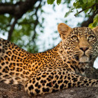 Leopard in Sabi Sands Game Reserve, South Africa