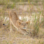 Lion cub in Sabi Sands Game Reserve, South Africa