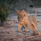 Lion cubs in Sabi Sands Game Reserve, South Africa