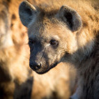 Spotted hyena in Sabi Sands Game Reserve, South Africa
