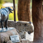 Leopard at Inyati Game Lodge in Sabi Sands Nature Reserve, South Africa