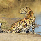 Leopard in Sabi Sands Game Reserve, South Africa