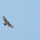 Booted eagle in South Luangwa National Park, Zambia.