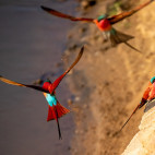 Carmine bee-eater in South Luangwa National Park, Zambia.