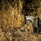 Civet in South Luangwa National Park, Zambia.