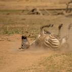 Crawshay's zebra in South Luangwa National Park, Zambia.