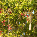 Flowering sausage tree in South Luangwa National Park, Zambia.