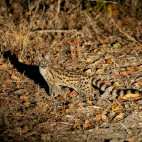 Genet in South Luangwa National Park, Zambia.