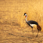 Grey-crowned crane in South Luangwa National Park, Zambia.