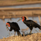 Ground hornbill in South Luangwa National Park, Zambia.