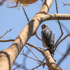 Lizard buzzard in South Luangwa National Park, Zambia.