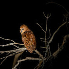 Pel's fishing owl in South Luangwa National Park, Zambia.