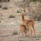 Puku and calf in South Luangwa National Park, Zambia.