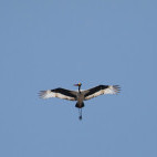 Saddle-billed stork in South Luangwa National Park, Zambia.
