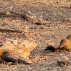 Slender mongoose in South Luangwa National Park, Zambia.