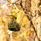 Southern masked weaver in South Luangwa National Park, Zambia.