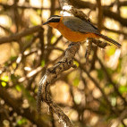 White-browed robin chat in South Luangwa National Park, Zambia.