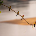White-fronted bee-eater in South Luangwa National Park, Zambia.
