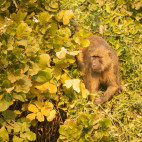 Yellow baboon in South Luangwa National Park, Zambia.