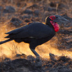 Southern ground hornbill in Kruger National Park, South Africa