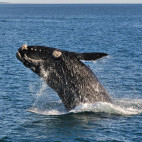 Southern right whale near Hermanus, South Africa