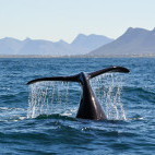 Southern right whale tail off the coast of Hermanus, South Africa