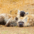 Spotted hyena in South Africa