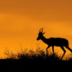 Springbok against the sunset in the Kalahari Desert, South Africa