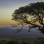 Sunset and Marula tree in Hluhluwe-iMfolozi Park, South Africa