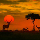 Sunset with impala silhouette in South Africa