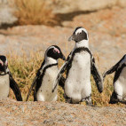 African penguins in Table Mountain National Park, South Africa