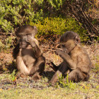 Cape baboon in Table Mountain National Park, South Africa