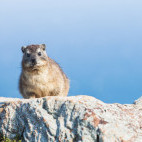 Rock hyrax in Table Mountain National Park, South Africa