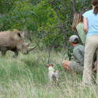 Rhino in South Africa.