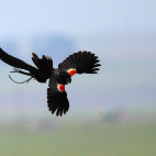 Long-tailed widowbird in Wakkerstroom, South Africa