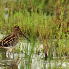 African snipe in Wakkerstroom Wetlands in South Africa.