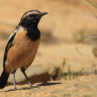 Buff streaked chat in Wakkerstroom Wetlands in South Africa.