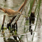 Lesser swamp warbler in Wakkerstroom Wetlands in South Africa.