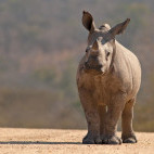 Southern white rhino in South Africa