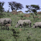 Group of white rhinos in Hluhluwe-iMfolozi Park, South Africa