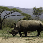 White rhino in Hluhluwe-iMfolozi Park, South Africa