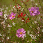 Wildflowers in the Drakensberg, South Africa