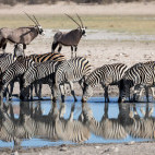 Zebra and oryx in Kalahari Private Reserve, South Africa