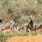 Zebra in South Africa.