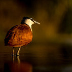 African jacana at Zimanga Private Game Reserve in South Africa.