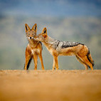 Black-backed jackal at Zimanga Private Game Reserve in South Africa.