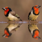 Black-collared barbets at Zimanga Private Game Reserve, South Africa.